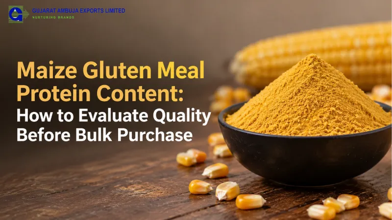 Maize Gluten Meal Protein Content: How to Evaluate Quality Before Bulk Purchase