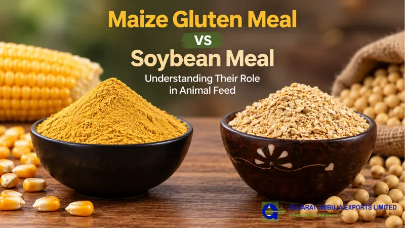Maize Gluten Meal vs Soybean Meal: Understanding Their Role in Animal Feed