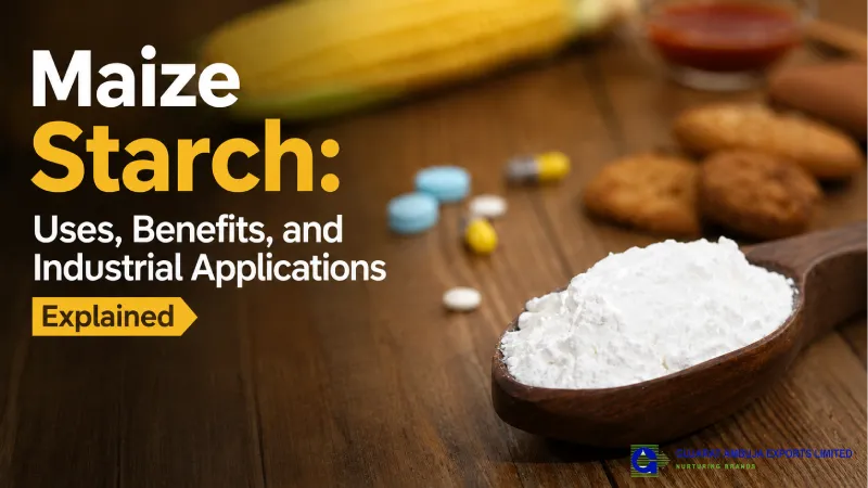 Maize Starch: Uses, Benefits, and Industrial Applications Explained