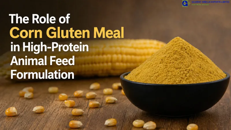 The Role of Corn Gluten Meal in High-Protein Animal Feed Formulation