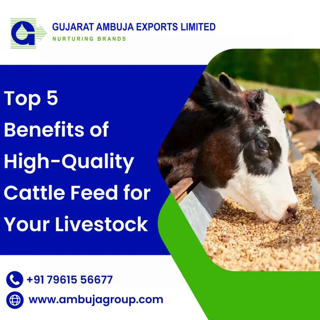 Top 5 Benefits of High-Quality Cattle Feed for Your Livestock