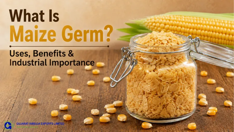 What Is Maize Germ? Uses, Benefits & Industrial Importance