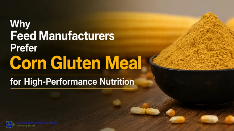 Why Feed Manufacturers Prefer Corn Gluten Meal for High-Performance Nutrition