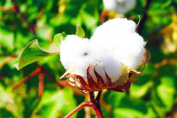 pure cotton